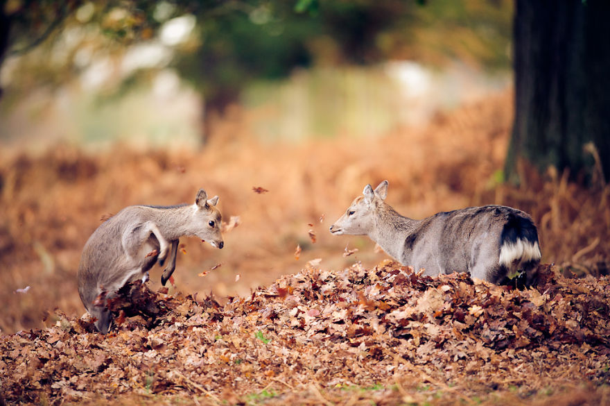 Deer And Its Fawn Playing In The Leaves 