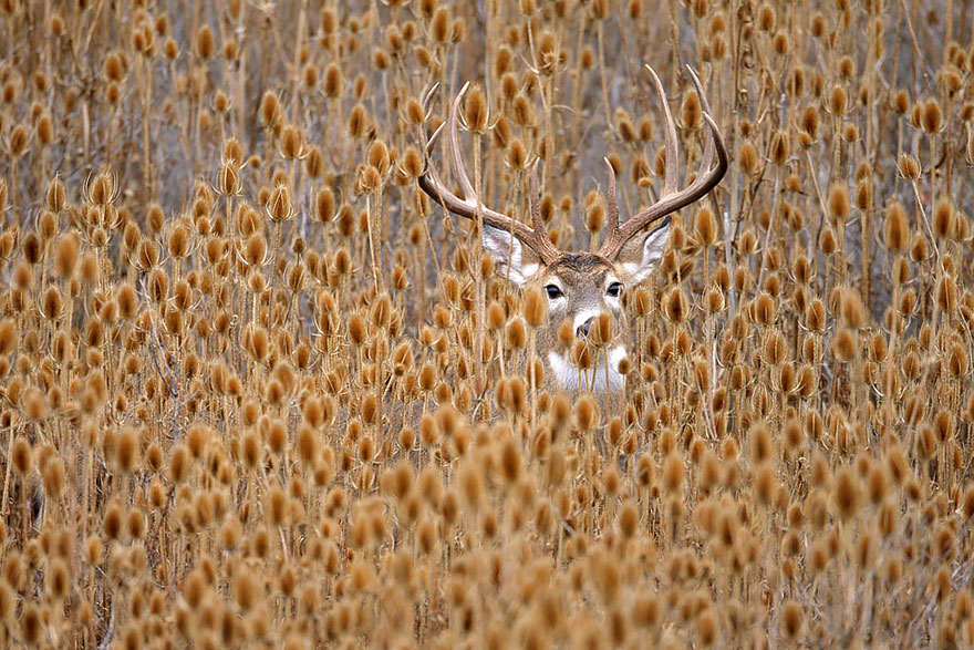 Whitetail Deer Hiding In Teasel