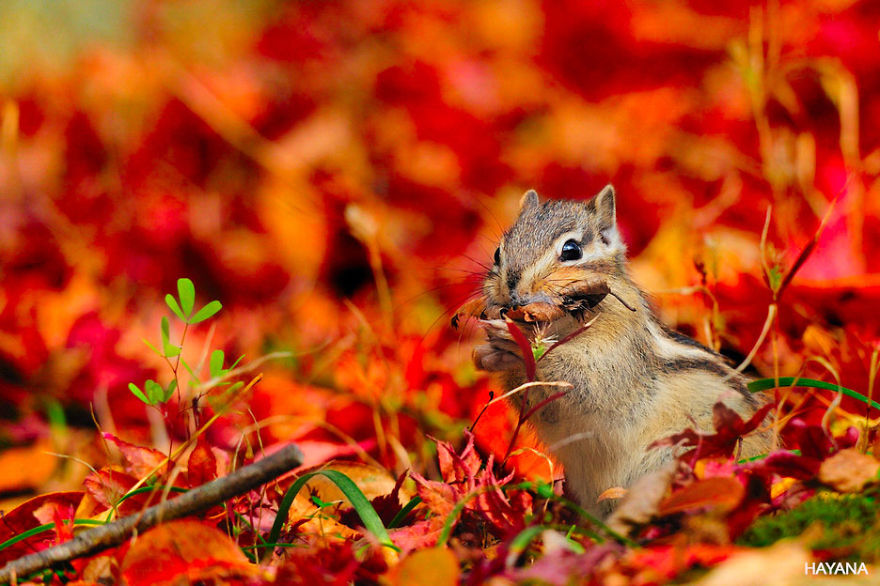 Cute Fall Animals