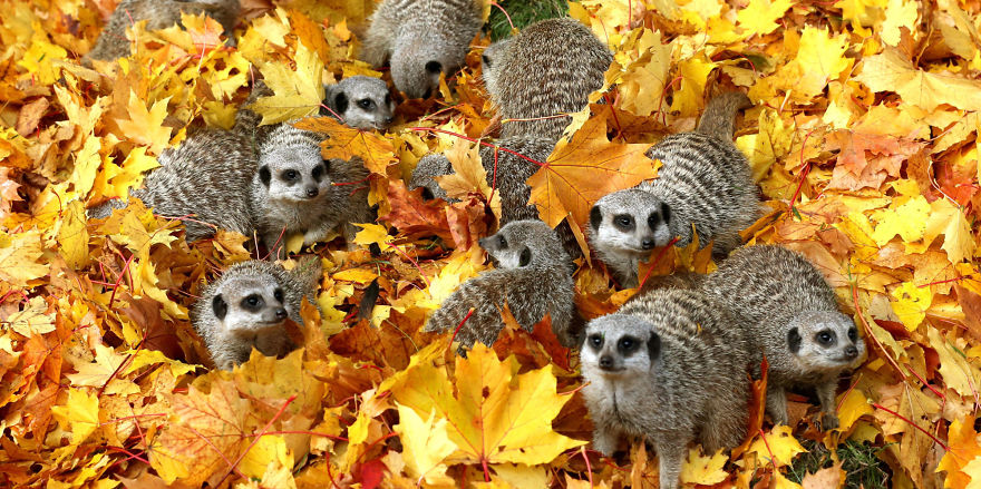 Autumn Meerkats