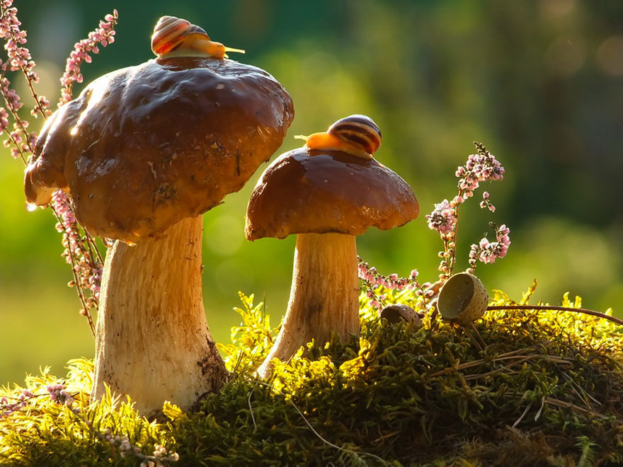 Snails Enjoying Sunlight Atop Mushrooms
