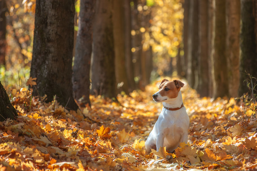 Autumn's Happy Dog