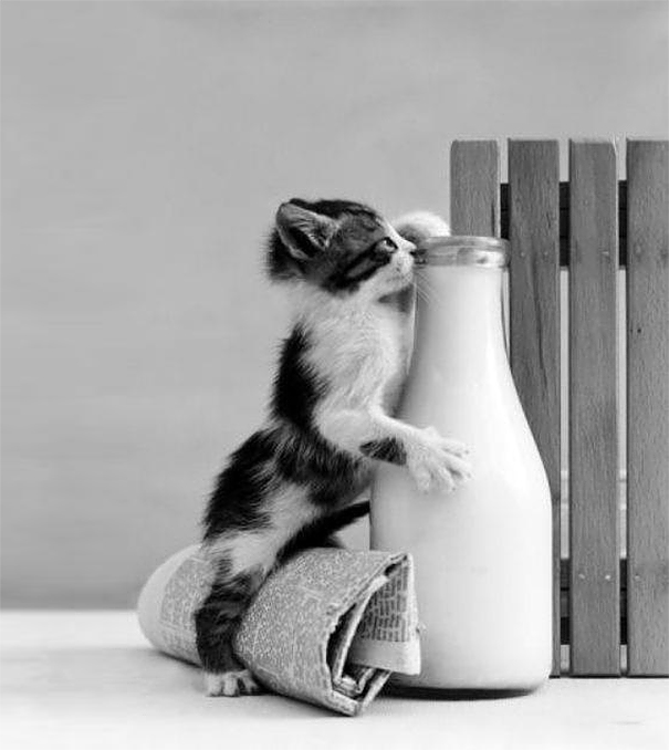 Milk Thief