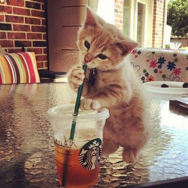 Tasting Starbucks