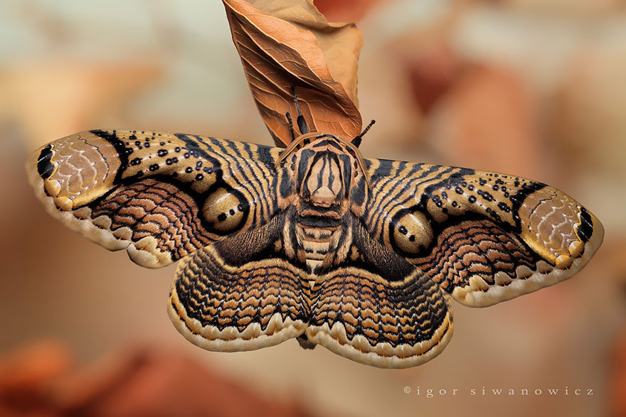 caterpillar-moth-butterfly-before-after-metamorphosis-1-2