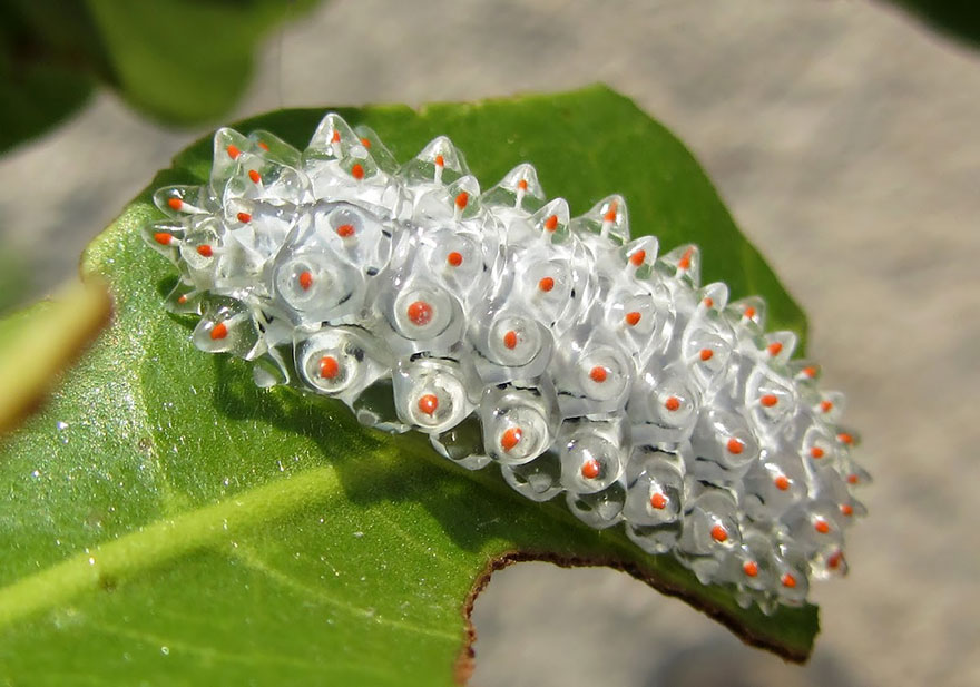 caterpillar-moth-butterfly-before-after-metamorphosis-11-1