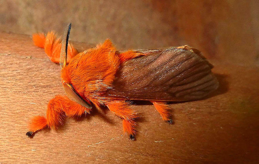 19 Before And After Photos Of Butterfly And Moth Transformations