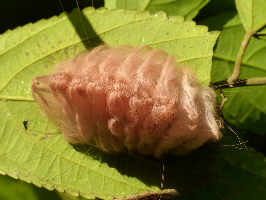 caterpillar-moth-butterfly-before-after-metamorphosis-12-1