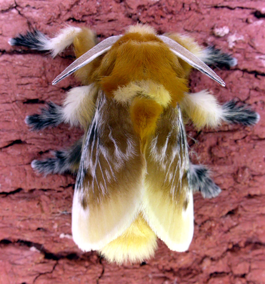 caterpillar-moth-butterfly-before-after-metamorphosis-12-2