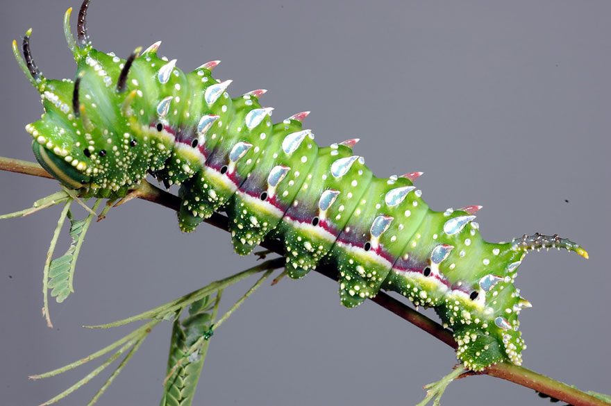 caterpillar-moth-butterfly-before-after-metamorphosis-13-1