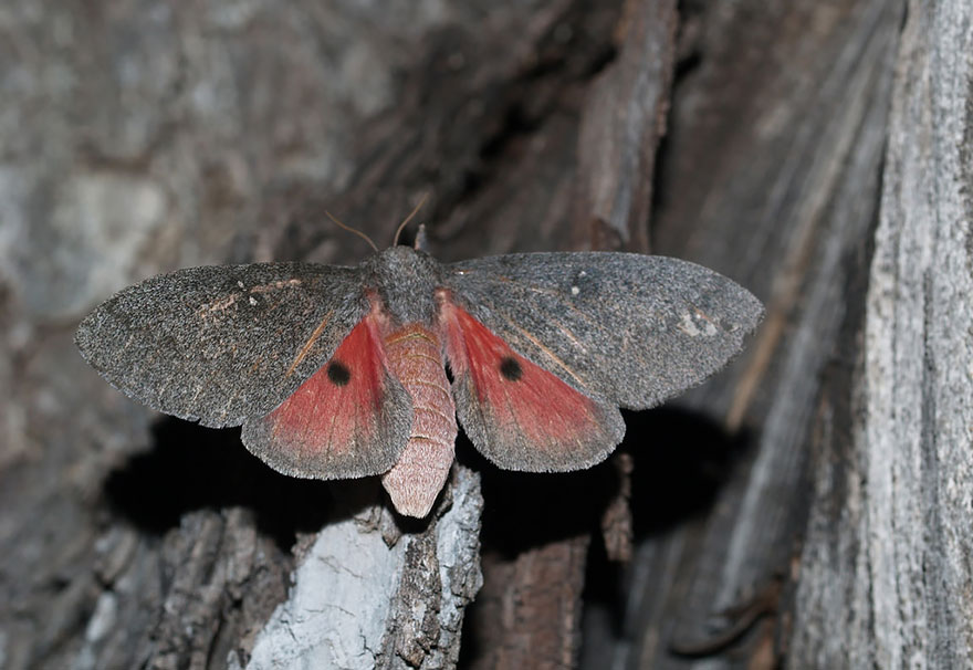 caterpillar-moth-butterfly-before-after-metamorphosis-13-2