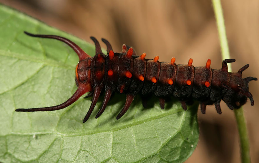 caterpillar-moth-butterfly-before-after-metamorphosis-14-1