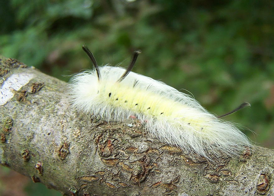 caterpillar-moth-butterfly-before-after-metamorphosis-15-1