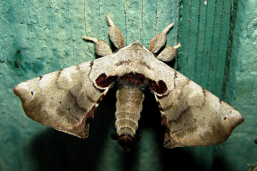 caterpillar-moth-butterfly-before-after-metamorphosis-15-2