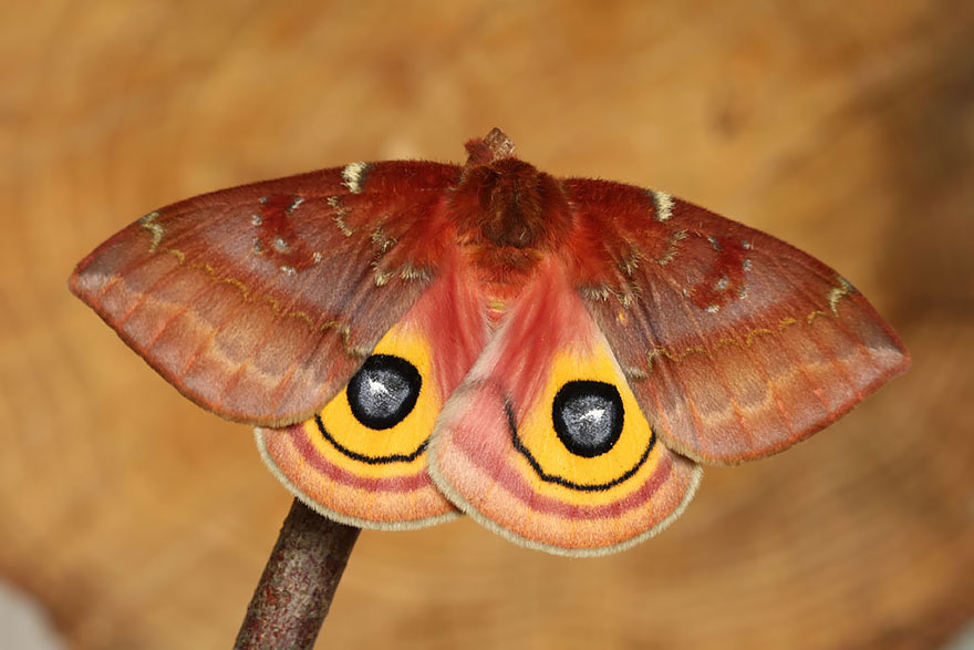 19 Before And After Photos Of Butterfly And Moth Transformations