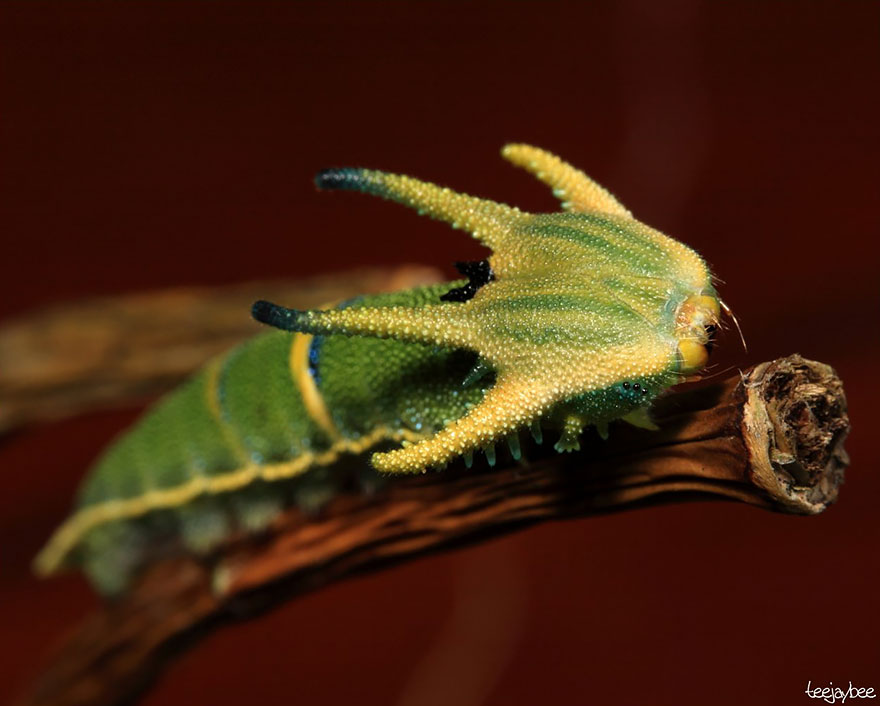caterpillar-moth-butterfly-before-after-metamorphosis-18-1
