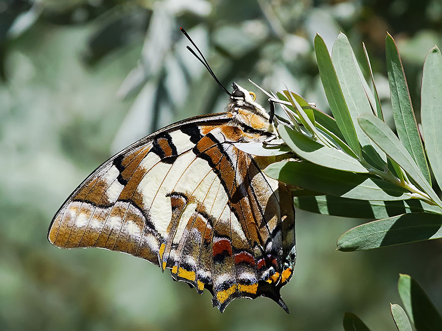 caterpillar-moth-butterfly-before-after-metamorphosis-18-2