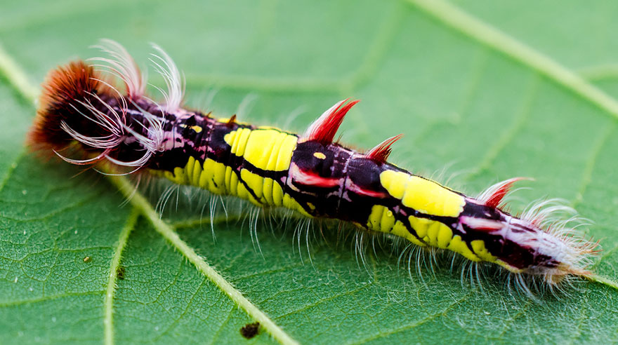 caterpillar-moth-butterfly-before-after-metamorphosis-19-1