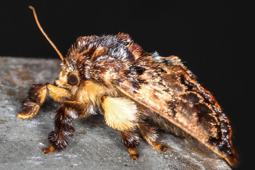 caterpillar-moth-butterfly-before-after-metamorphosis-2-2