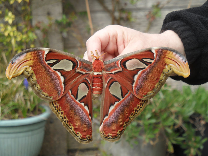 caterpillar-moth-butterfly-before-after-metamorphosis-20-2
