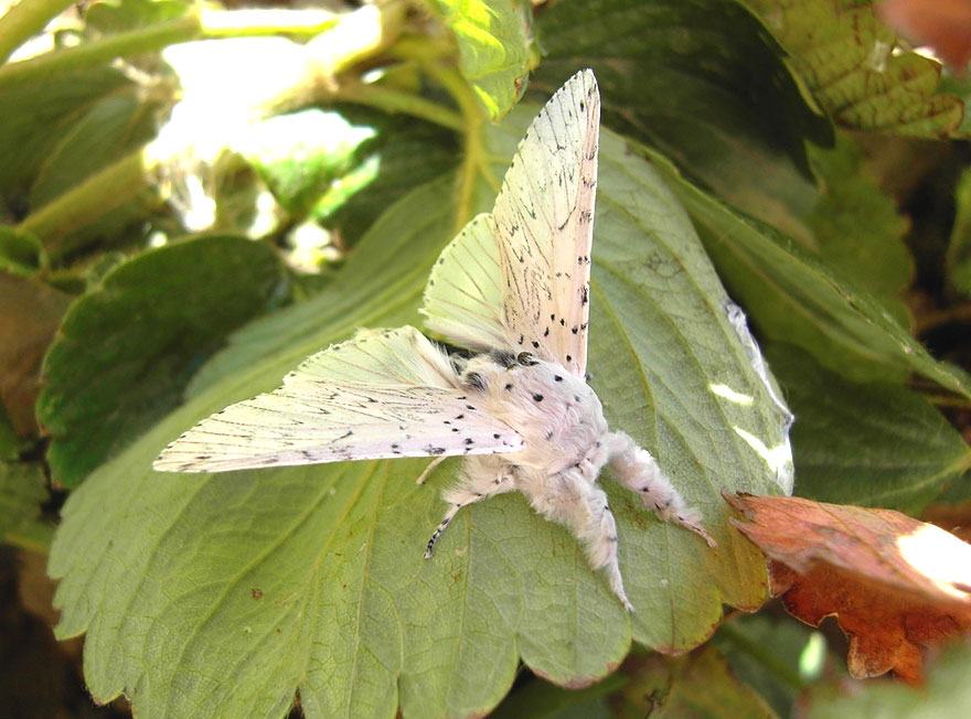 caterpillar-moth-butterfly-before-after-metamorphosis-21-1