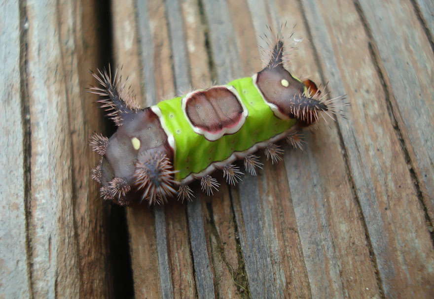 caterpillar-moth-butterfly-before-after-metamorphosis-3-1
