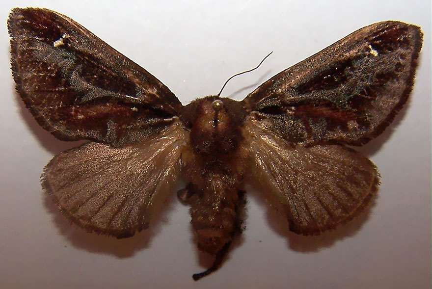 caterpillar-moth-butterfly-before-after-metamorphosis-3-2