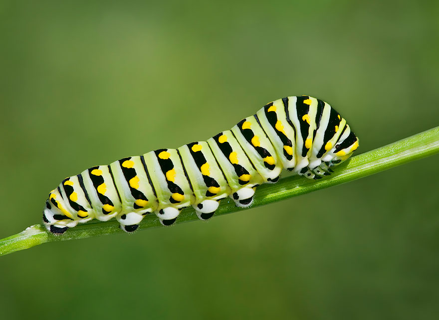 caterpillar-moth-butterfly-before-after-metamorphosis-5-1
