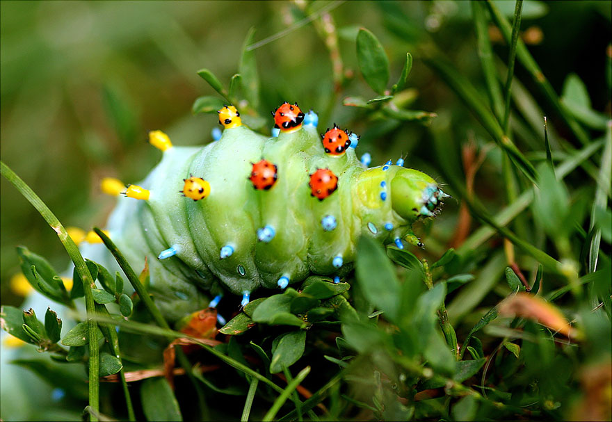 caterpillar-moth-butterfly-before-after-metamorphosis-6-1