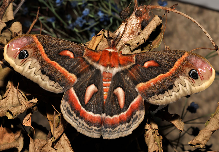 caterpillar-moth-butterfly-before-after-metamorphosis-6-2