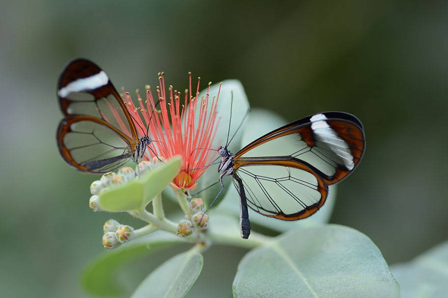 caterpillar-moth-butterfly-before-after-metamorphosis-8-2