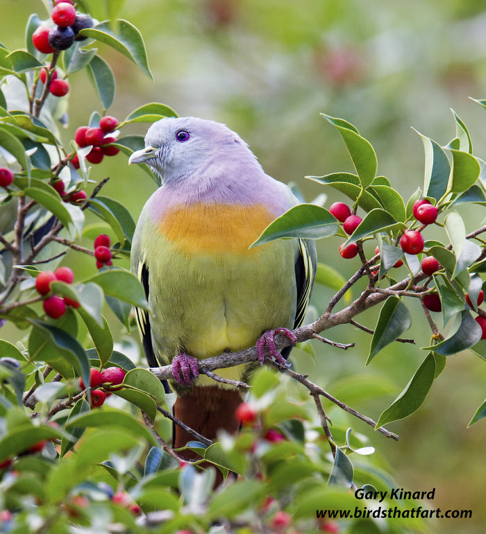 Pink-necked Green Pigeon