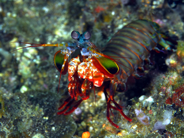 Mantis Shrimp