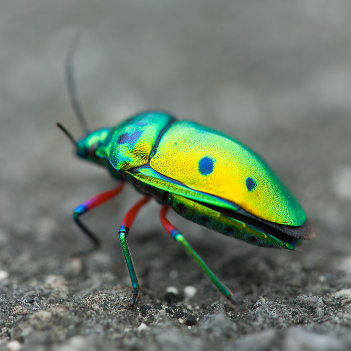 Unknown Japanese Bug