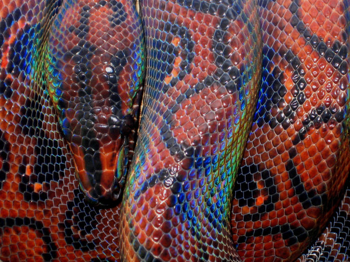 Rainbow Boa