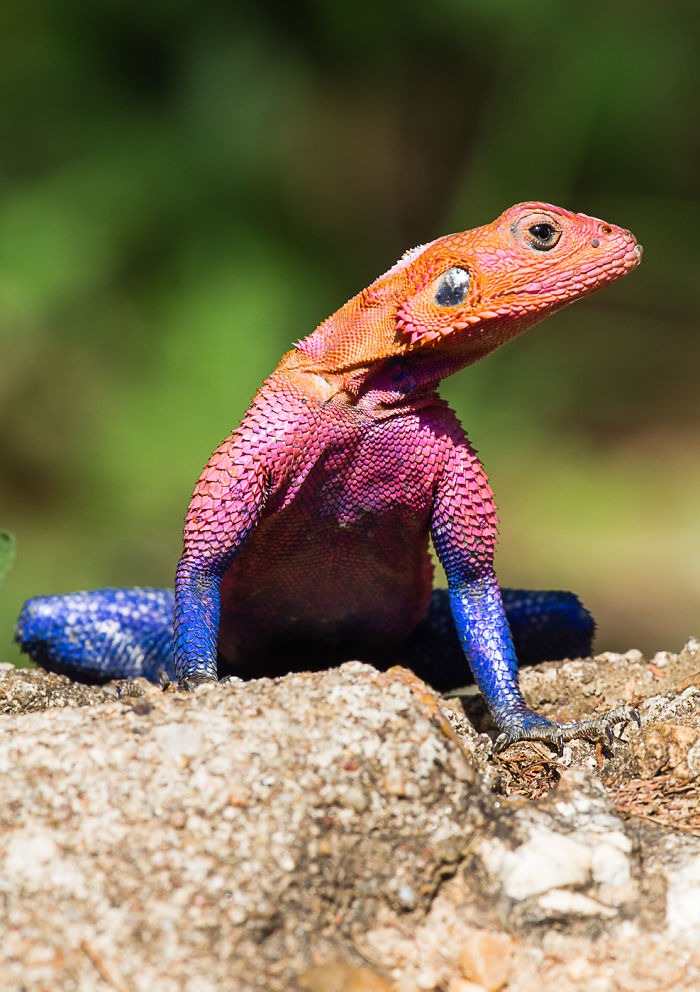 Rainbow Agama