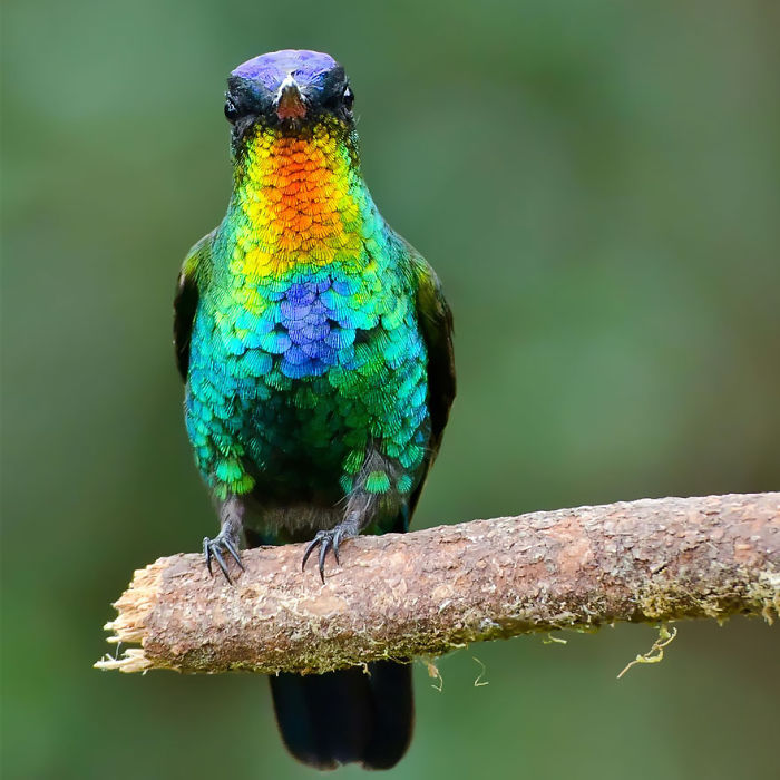 Fiery-throated Hummingbird