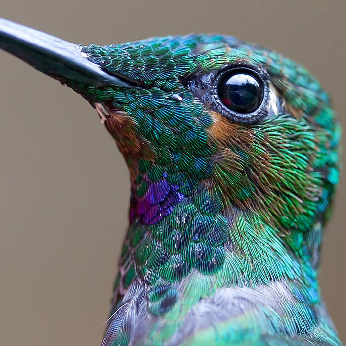Green-crowned Brilliant