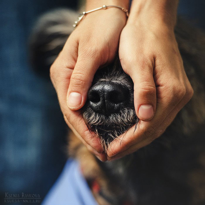 Playful Dog Portraits By Russian Photographer Ksenia Raykova 