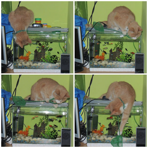 Floppy And His Fishes :)