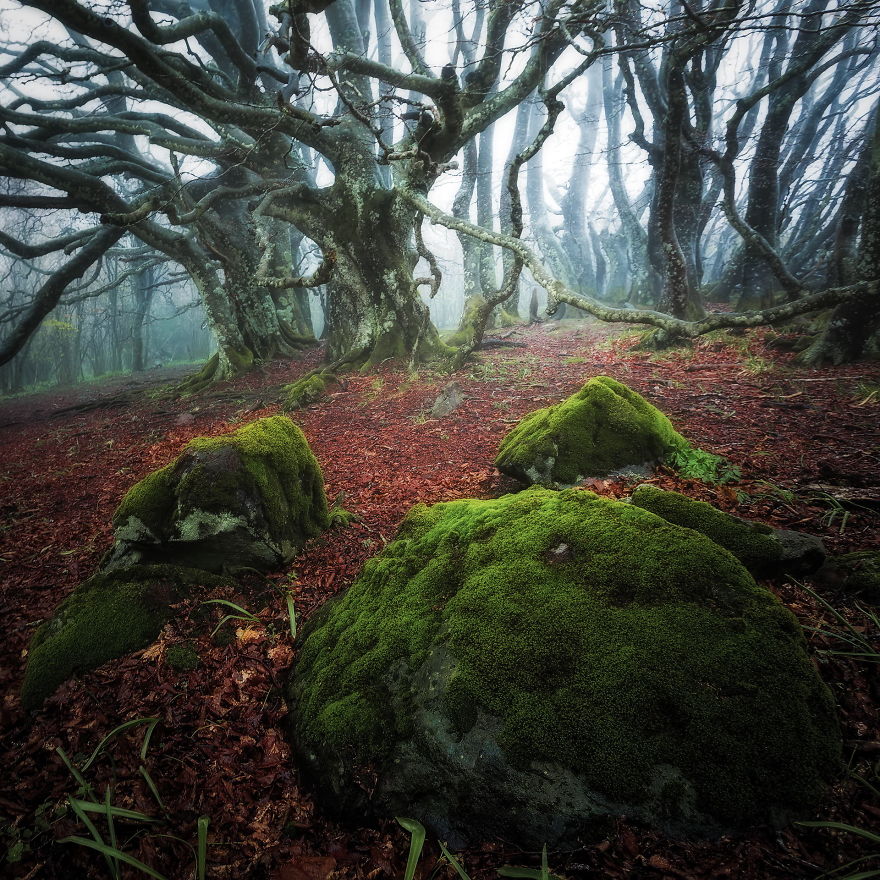 Forest In Auvergne, France