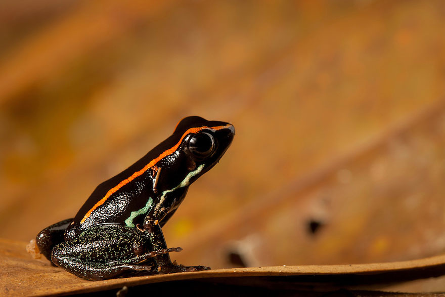 frog-photography-robin-moore-5