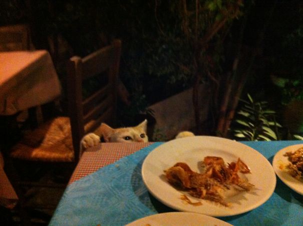 In A Greek Restaurant, One Second Before The Cat Snatched The Fishbones...
