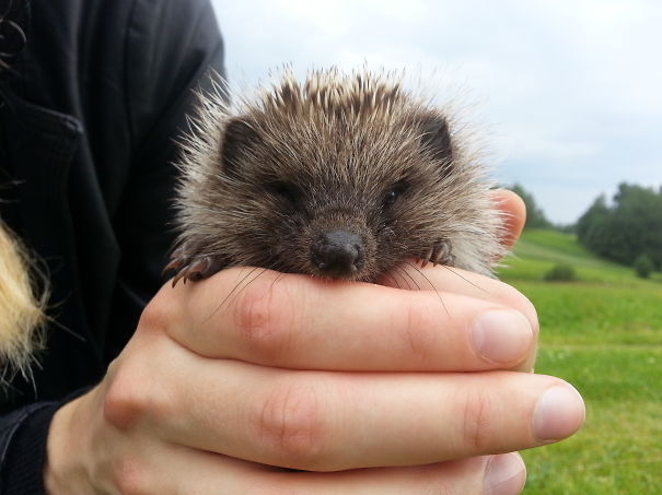 First, We Found A Hedgehog Nest, In A Couple Of Months, This Little Fellow Appeared