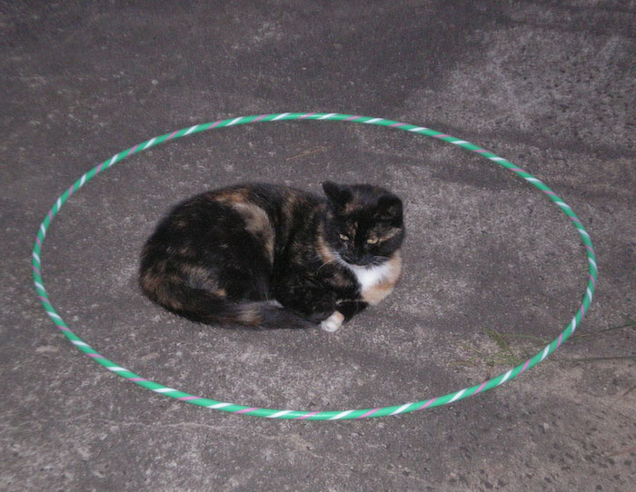 how-to-trap-a-cat-circle-14