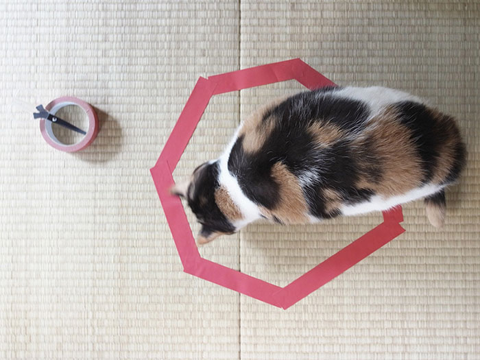 how-to-trap-a-cat-circle-4
