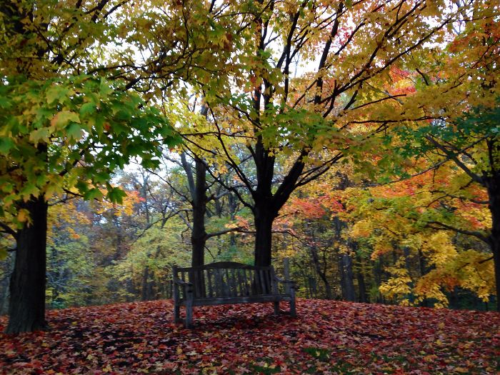 Fall At Chicago Botanic Garden