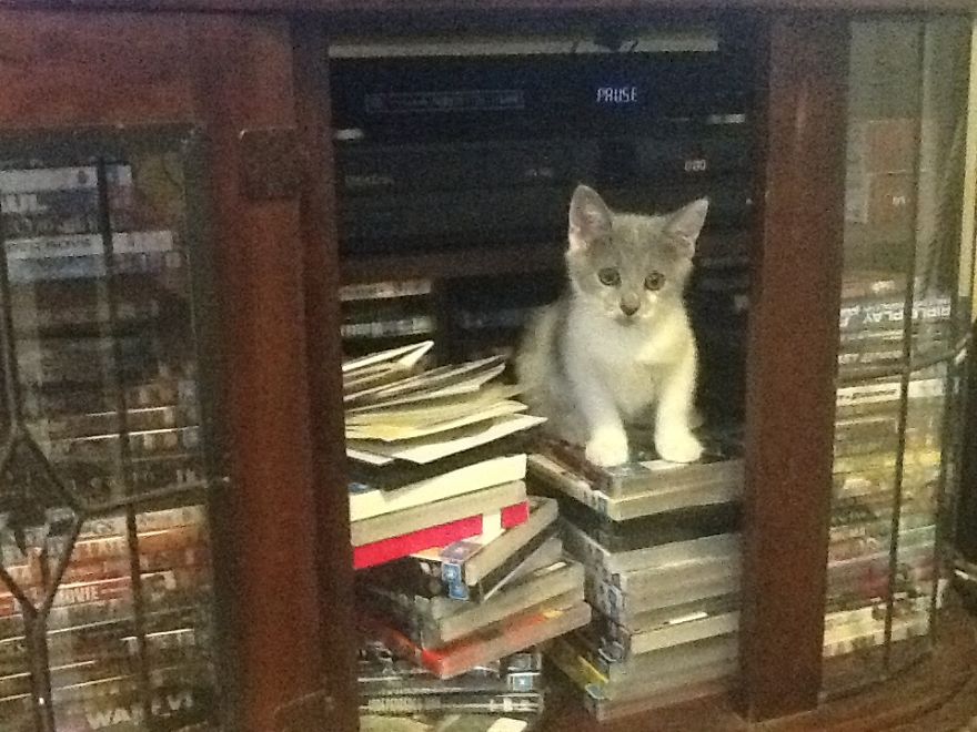 Cats In Strange Positions Or Places