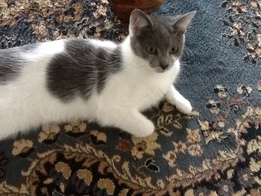 Cats In Strange Positions Or Places