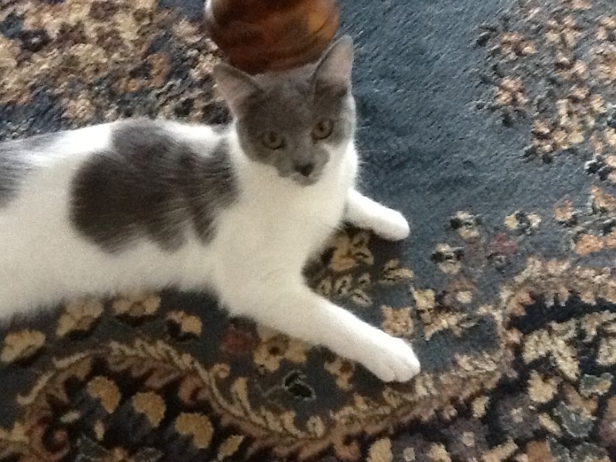 Cats In Strange Positions Or Places